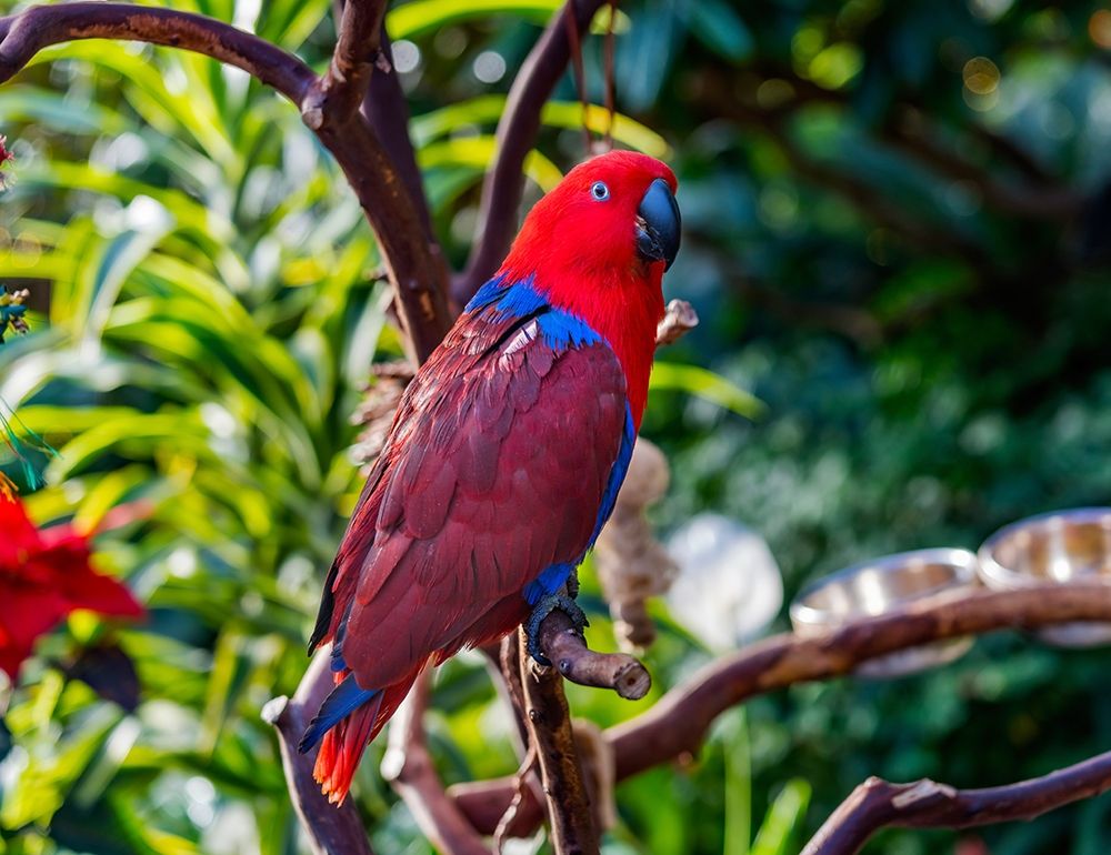 Red blue Female Eclectus Parrot close-up Native to Solomon Islands-New Guinea